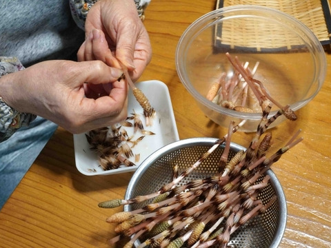 【袴処理済】有馬温泉の麓 天然つくし 200g 3月中旬より発送 土筆 袴なし