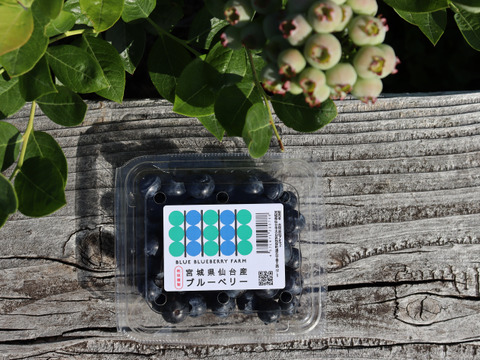 農薬不使用｜仙台市秋保産ブルーベリー｜120ｇｘ4パック合計480ｇ｜化粧箱冷蔵配送
