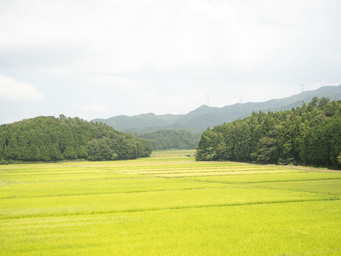 【令和7年新米】予約販売開始！  
                         すっきりした甘み　特別栽培　きぬむすめ(5kg)　1袋