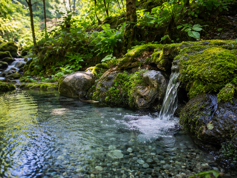【にんにくの王様】青森 最高級にんにく『白玉王』の超希少な〝生〟にんにく（Lサイズ）
にんにくの概念変える！～ホクホク甘い、主役になるにんにく～
