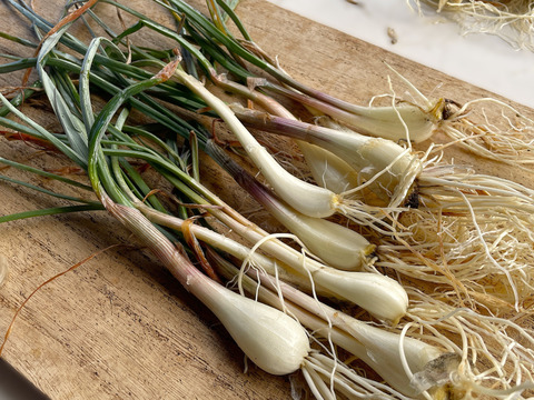 【春限定・希少】宮城産 若採りらっきょう エシャレット 1kg 栽培期間中農薬不使用  朝掘り 4月終了