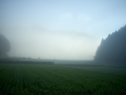 【新米】農薬・化学肥料不使用　丹波篠山産こしひかり（玄米１４．1ｋｇ）【自然栽培】