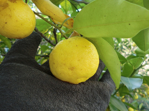 【農薬不使用】2種の香酸柑橘セット　花ゆずと完熟かぼす