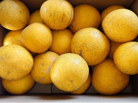 今が旬！　この時期一番美味しい商品【自然栽培】 河内晩柑(河内町産）（4.5K）