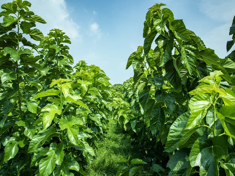 樹木医が育てた飲みやすい桑の葉茶 農薬・化学肥料不使用 簡単便利！ティーパック3g×30P・1袋　【熊本県産】JGAP認証