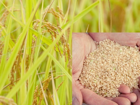 手仕込み 玄米麹味噌 700ｇ×2パック 農薬 化学肥料不使用米 使用 玄米みそ