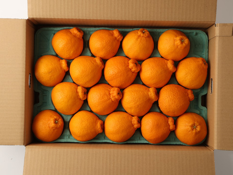熊本大見柑🍊プラズマ完熟ハウス不知火4.5kg（13～24玉）🍊　甘味と酸味のハーモニー　デコポン発祥の地・不知火町より