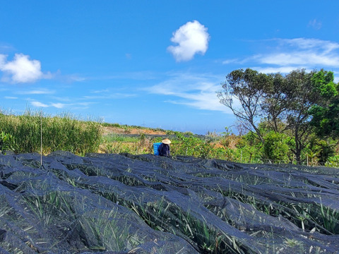 パインの最高峰🍍ジューシーで極上の甘さ！沖縄県産『ゴールドバレル』（大玉）2玉  4.0kg~