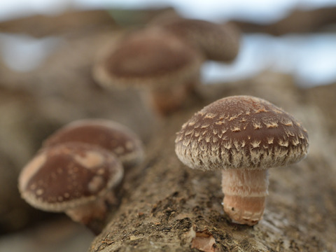 荒廃した里山再生を食べて支援！富山県産・原木生椎茸（生）1kg