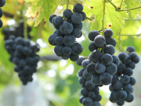 【数量限定】農薬・化学肥料不使用！樹上完熟ぶどうの詰め合わせ（家庭用・1㎏）