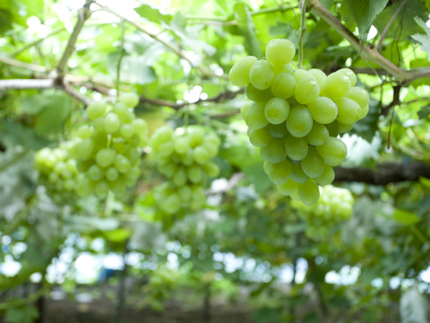 【あふれる果汁と濃厚な甘み】種あり白ぶどうの最高峰 ロザリオビアンコ 1.5kg（3〜5房）