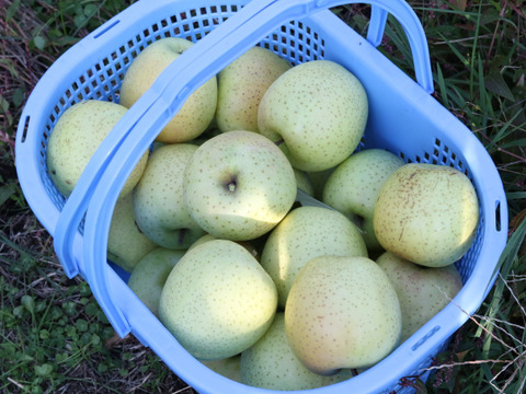 【小玉】王林 青りんごの代表格 家庭用 5kg (18〜28個)