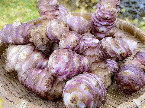 【土付きでお届け！】生菊芋  紅菊芋10kg 長期保存可能 宮城県産 シャキシャキ食感 生きくいも 菊芋 赤菊芋 栽培中農薬不使用  自然栽培 化学肥料不使用 キクイモ きくいも 皮ごと食べれる 生食