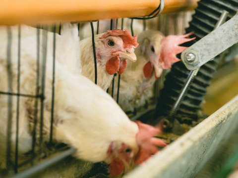 【ギフトにも♬】自社農場のたまごたっぷり♪ うみたてたまごの生命のマヨネーズ 250g×1本【熨斗対応可】