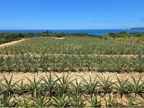 甘さ際立つ！沖縄県産『サンドルチェ』🍍　2玉　2.5kg～