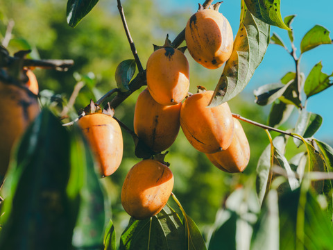 プレミアム干柿SHUKU「西条柿」8玉