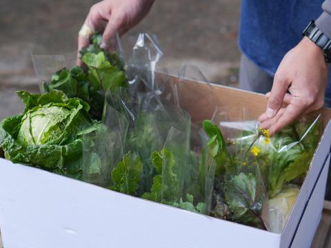 こだわり！ふるるの冬野菜セット10種程度・5㎏
