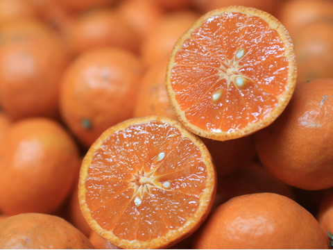 【お得用】はるのみかんカラマンダリン　お得用5キロ×1箱