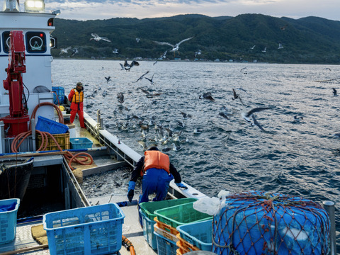 【鮮度が命】ふわっ、ぷりっ！獲れたてホッケのすり身（無添加）200g入／4パック（3D冷凍）