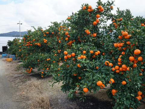 コクのある甘さ！　山下紅　（ご家庭用５㎏）