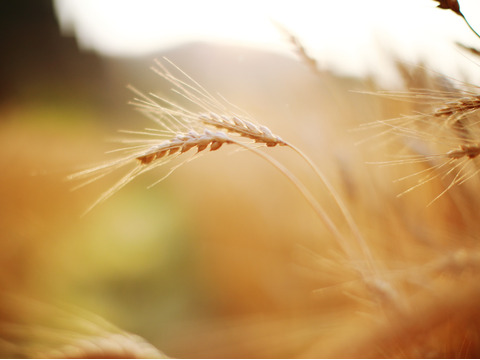 京都産自然栽培小麦（小麦粉）強力粉　5kg一括紙袋梱包