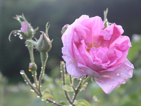 エディブルローズのシロップ　香りの女王　ダマスクローズと日本の原種バラ　ハマナス国産（１２５ｇ）ギフトセット