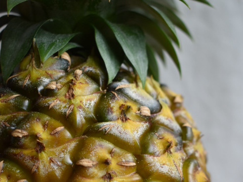 【有機JAS認証】パインの王様！ゴールドバレル　約３kg（２～４玉）