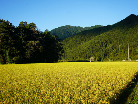 北アルプス山麓　自然栽培米　天日干し　朝日　玄米3㎏