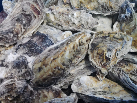 【水産庁補助事業　送料無料】 ❄️ 生食用 １３ｋｇ 殻付き 牡蠣 急速凍結 （冷凍牡蛎）松島牡蠣屋直送 🔥 BBQ/パーティーに！貝類 海産物 oyster 😋冷凍牡蠣 貝類 二枚貝　B