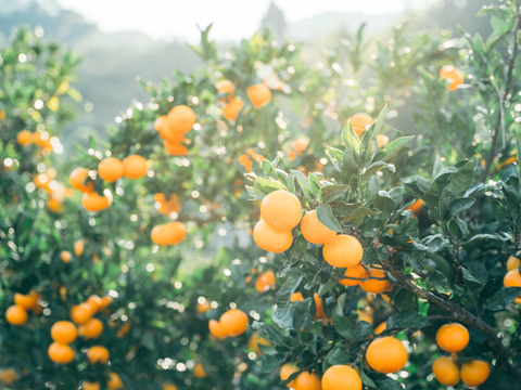 【貯蔵庫で熟成】完熟みかん　ご家庭用　箱込み5キロ