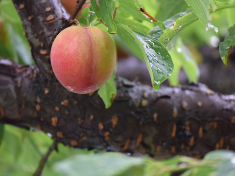 【2026年先行予約】【すもも・大石】くっきり酸味！お菓子作りには絶対コレ！ 約20玉