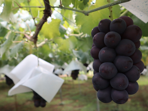 人気の黒玉！山梨県産『種なし巨峰』２ｋｇ（4～5房）