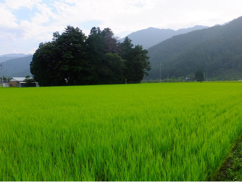 北アルプス山麓で育った自然栽培　天日干し「朝日」玄米3㎏