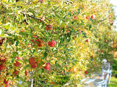 【 3000件突破セール 】【 先行予約･希少品種・清明 】【 水分たっぷりジューシー果汁 】山形県産 りんご 3ｋ【 家庭用・贈答用 】お米とご一緒に！