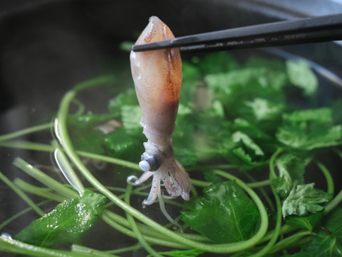 【夏ギフト】✨生・茹で・沖漬けのほたるいか贅沢3点セット✨