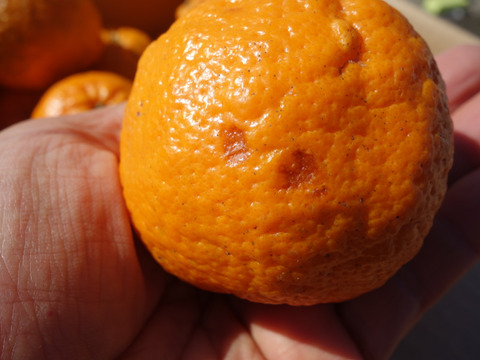 【甘いけど傷もの。訳あって家庭用】びわ屋のポンカン（千々ポンカン）5㎏でお届け