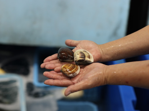 ワイワイみんなで酒蒸し＆BBQにどーぞ♪九十九里産　活けはまぐり３kg(35～55個位)