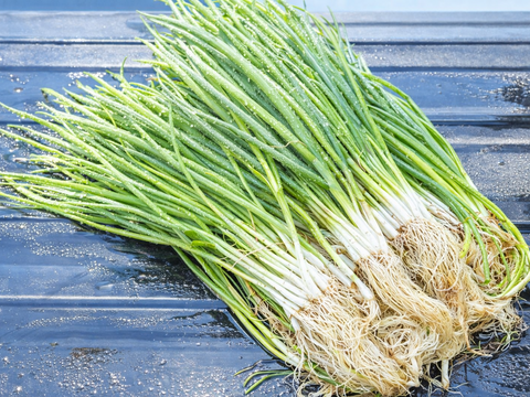 【固定種】『葉ネギ(下仁田ネギver)』(たっぷり800g)