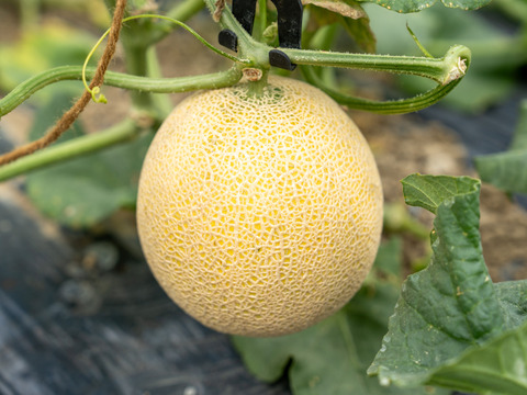 【島根県発！幻のメロン】「ゴールデンパール」１玉１.３kg以上