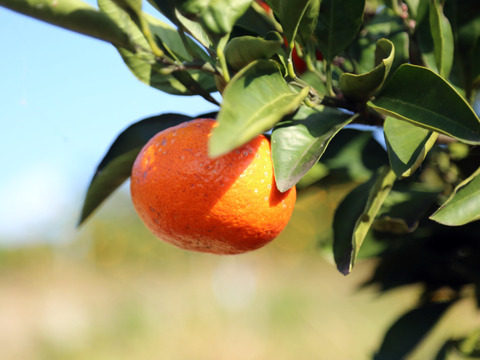 【自然栽培】  弁当に最適 小玉(５ｃｍ以下）  早生 15K