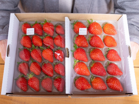 旬のいちご食べ比べ2P　お得なご家庭用！　230g×2p
