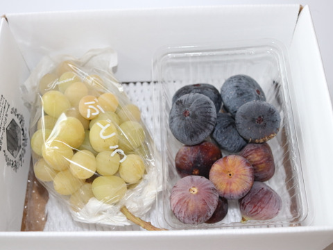 【秋の果物詰め合わせ】農薬不使用いちじく2パック　約600g　農薬不使用黄金シャインマスカット（種あり）2〜3房　約700g