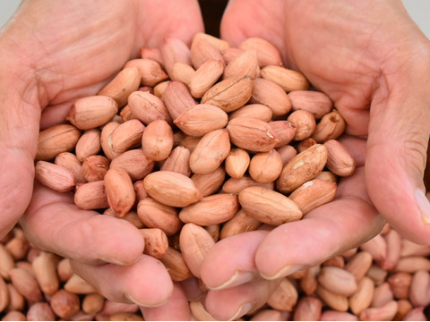 農薬不使用・乾燥生ピーナッツ「千葉半立ち」1パック300g【ゆうパック発送】