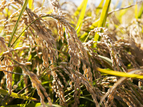 【お米番付優秀賞農家】特別栽培米ゆめぴりか玄米5kg