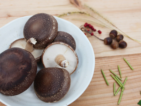 【期間限定】ジューシーで風味豊かな原木しいたけ『生』500g