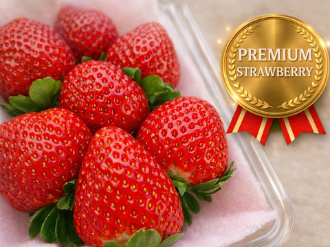 シャキッと歯応え！ジュワ～と果汁！完熟とちあいか！厳選大粒パック！お得な2箱セット★今話題の甘さが際立つ品種です！290g×4パック