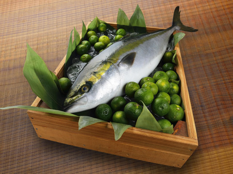 人気商品再来 ビタミンe4倍 すだちぶり 4kg ラウンド1尾 徳島県産 徳島県産 食べチョク 農家 漁師の産直ネット通販 旬の食材を生産者直送