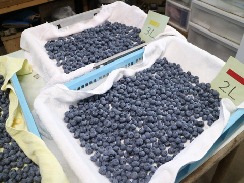 【７月発送】特大完熟ブルーベリー　750g(150ｇ小箱×5)