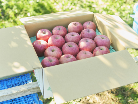 【農薬半減達成】立科町産サンふじ🍎糖度15度以上！たっぷり果汁の高原りんご〈ご家庭用5kg〉