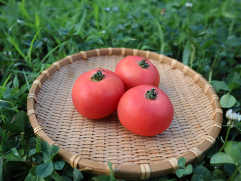 【2種食べ比べ】北海道壮瞥町産 中玉トマト ラビットゴッホ＆スイート 約2.7kg